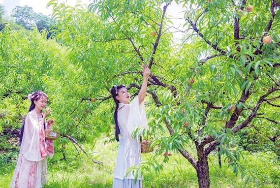 千年古镇保安迎采桃季，280万斤狗血桃等您来摘 —— 云月桃网络诚邀品鉴