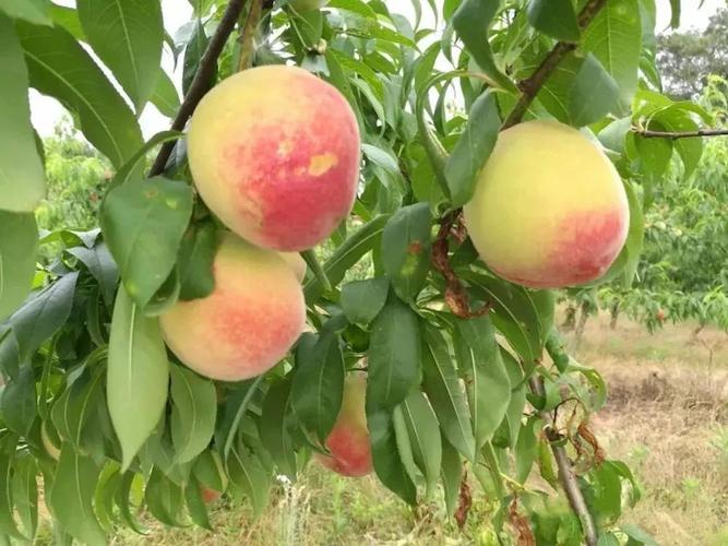 重点贫困村蝶变\